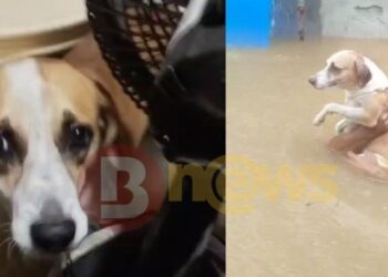 Com fortes chuvas e alagamentos homem se arrisca para resgatar cachorro em Salvador