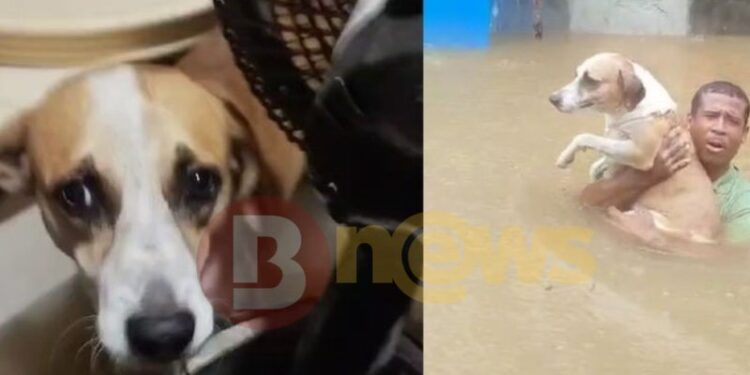 Com fortes chuvas e alagamentos homem se arrisca para resgatar cachorro em Salvador