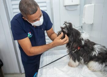 Madre de Deus: Prefeitura realiza segunda etapa do Castra Móvel com castração gratuita de cães e gatos