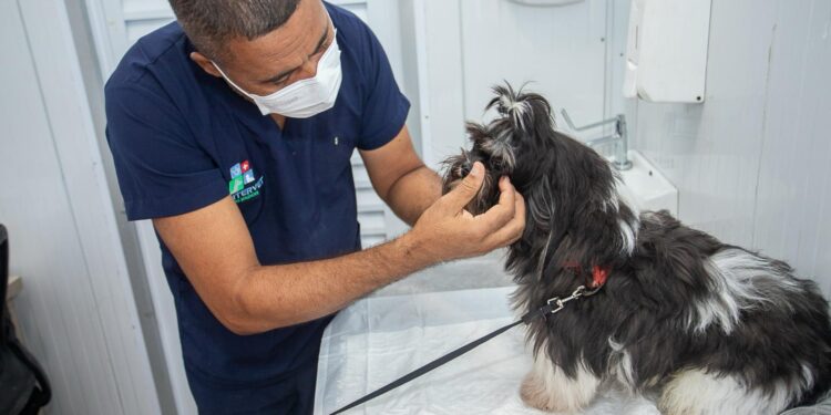 Madre de Deus: Prefeitura realiza segunda etapa do Castra Móvel com castração gratuita de cães e gatos