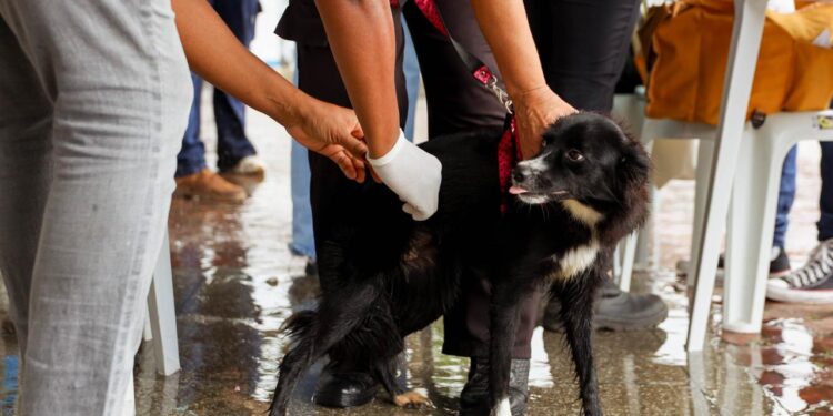 Candeias: Campanha itinerante de vacinação de cães de gatos começa nesta quinta (10); confira cronograma