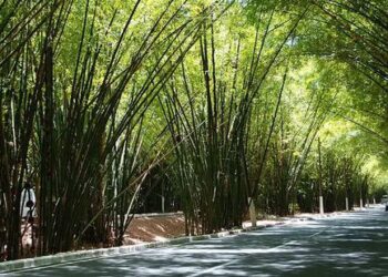 Motorista por app tem carro roubado por criminosos no bambuzal do aeroporto de Salvador