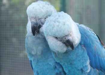 Polícia Federal cumpre mandados de busca e apreensão para investigar vírus letal em ararinhas-azuis na Bahia