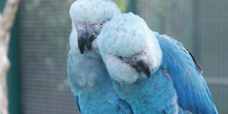Polícia Federal cumpre mandados de busca e apreensão para investigar vírus letal em ararinhas-azuis na Bahia