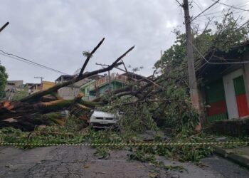 Chuva forte em Belo Horizonte provoca alagamentos, quedas de árvores e falta de energia