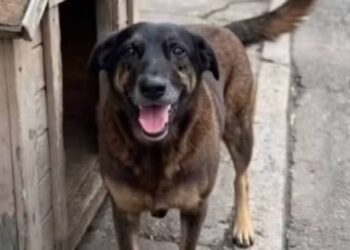 Cão Orelha: pais e tio de adolescentes são indiciados por coagir testemunha na investigação da morte do animal