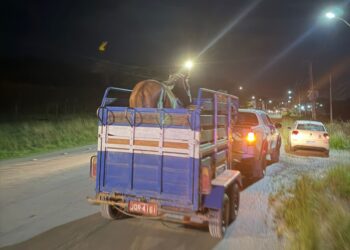 Candeias: Prefeitura intensifica recolhimento de animais soltos na BA-522