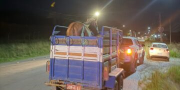 Candeias: Prefeitura intensifica recolhimento de animais soltos na BA-522