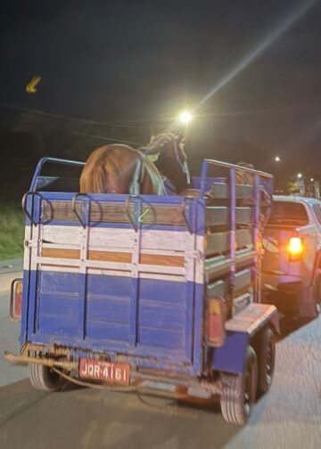 Candeias: Prefeitura intensifica recolhimento de animais soltos na BA-522