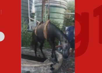 Cavalo é resgatado após cair em poço de estação de esgoto na Bahia; operação durou cinco horas