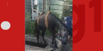 Cavalo é resgatado após cair em poço de estação de esgoto na Bahia; operação durou cinco horas