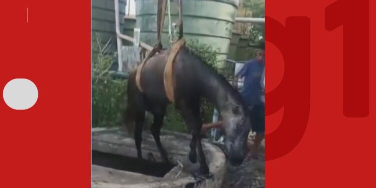 Cavalo é resgatado após cair em poço de estação de esgoto na Bahia; operação durou cinco horas