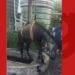 Cavalo é resgatado após cair em poço de estação de esgoto na Bahia; operação durou cinco horas